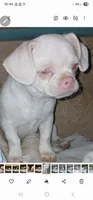 Poochi, a female Chihuahua for sale in Bastrop, TX – 1 of 1