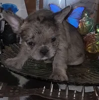 Thistle, a female French Bulldog for sale in Bastrop, TX – 3 of 3