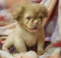 🩷Pinkcan Sandy, a male Pekingese for sale in Bastrop, TX – 2 of 5