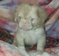 🩷Pinkcan Sandy, a male Pekingese for sale in Bastrop, TX – 3 of 5