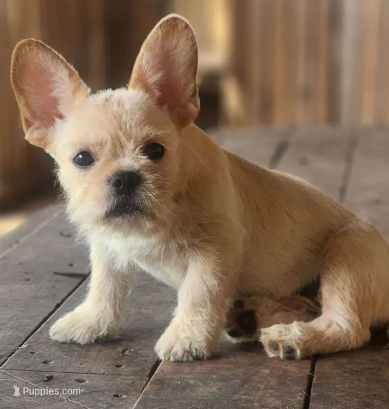 Scruffy – French Bulldog puppy for sale in Bastrop, TX