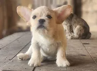 Scruffy, a male French Bulldog for sale in Bastrop, TX – 2 of 2