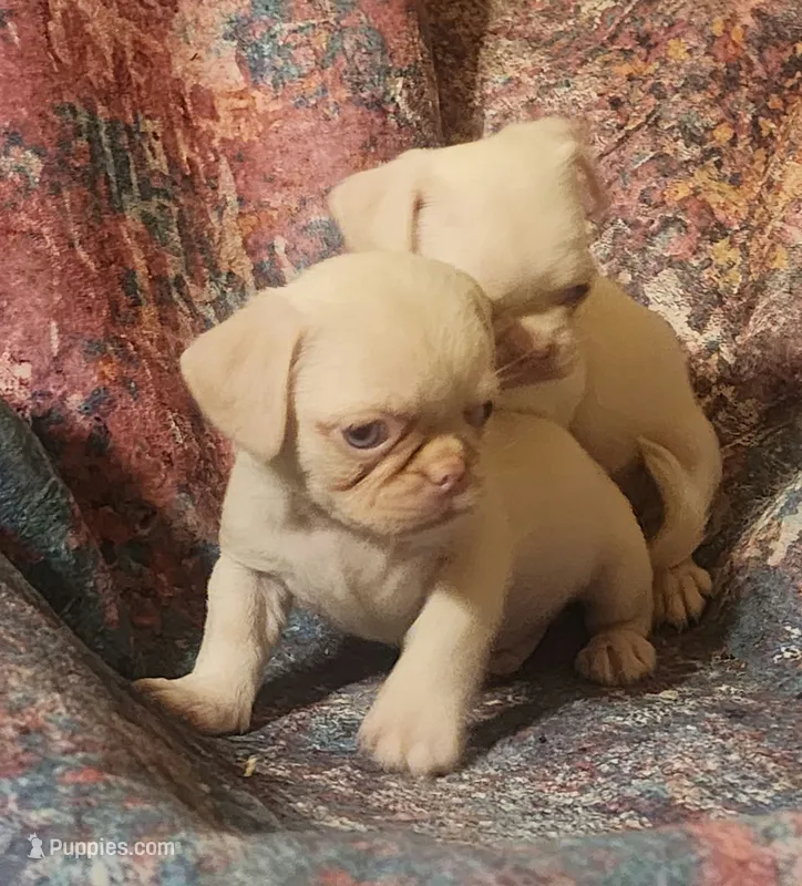 Pinky – Pug puppy for sale in Bastrop, TX
