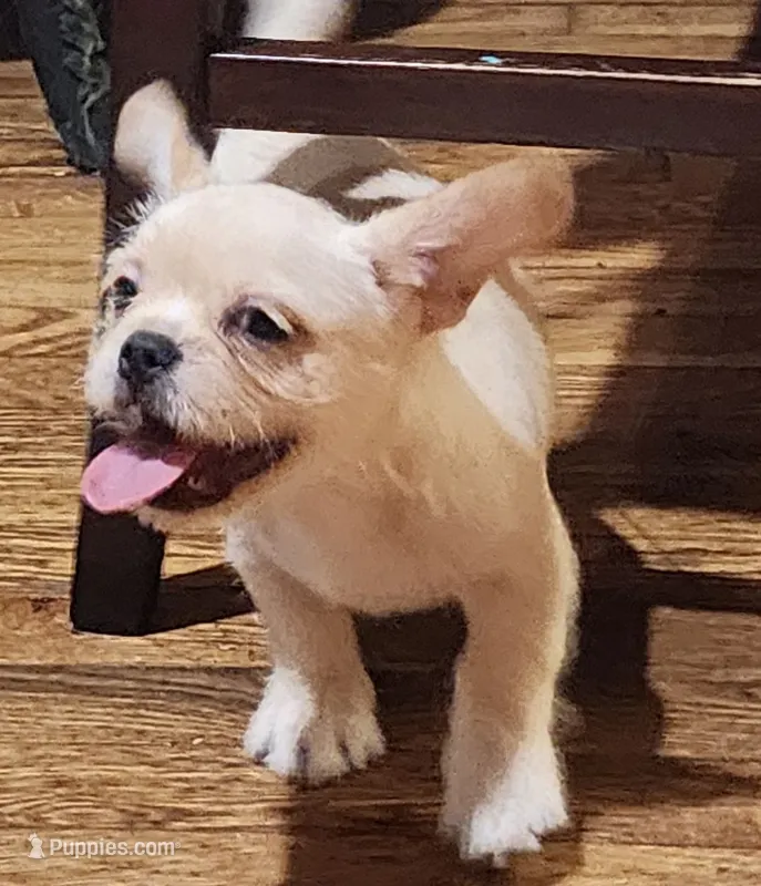 Scruffy – French Bulldog, Shorty Bull puppy for sale in Bastrop, TX