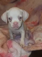 Snow, a male Chihuahua and Pug for sale in Bastrop, TX – 2 of 2