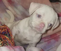Snow White🤍, a female Pug for sale in Bastrop, TX – 1 of 1