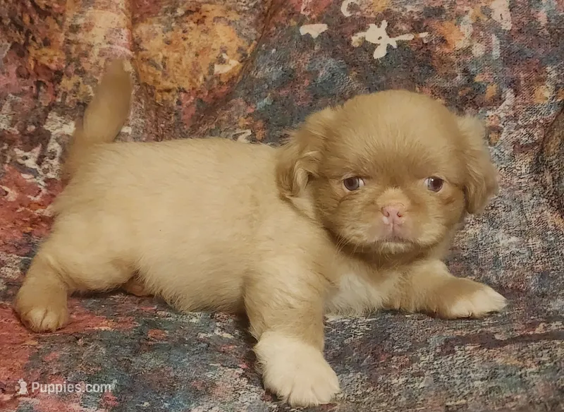 Pinkcan Sandy – Pekingese puppy for sale in Bastrop, TX