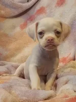 Snow, a male Chihuahua and Pug for sale in Bastrop, TX – 1 of 2