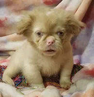 🩷Pinkcan Sandy, a male Pekingese for sale in Bastrop, TX – 4 of 5
