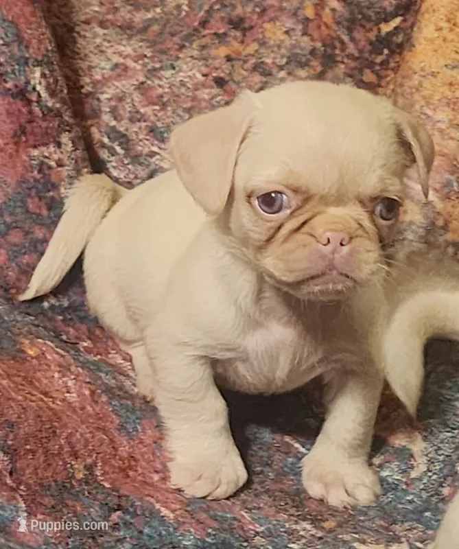 Pinky – Pug puppy for sale in Bastrop, TX