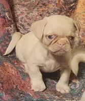 Pinky💘, a male Pug for sale in Bastrop, TX – 1 of 1