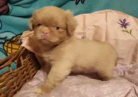 Pinkcan Sandy, a male Pekingese for sale in Bastrop, TX – 2 of 3