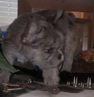 Thistle, a female French Bulldog for sale in Bastrop, TX – 1 of 3