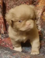 Pinkcan Sandy, a male Pekingese for sale in Bastrop, TX – 3 of 3
