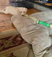 Princess Beau, a female Labrador Retriever for sale in Farmington, CT – 6 of 10