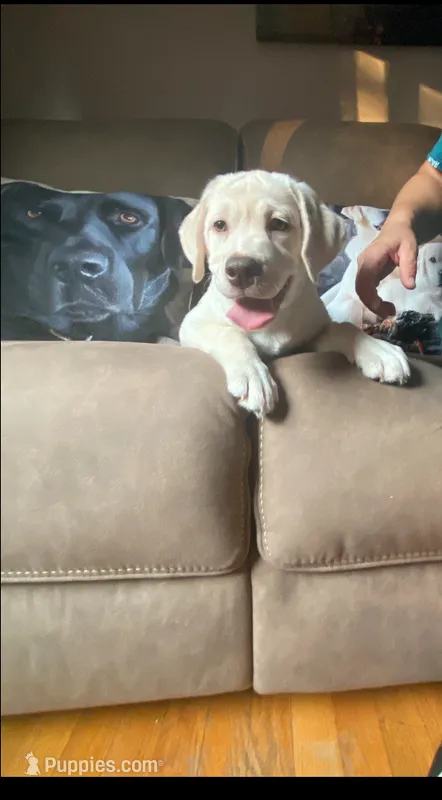 Princess Beau – Labrador Retriever puppy for sale in Farmington, CT