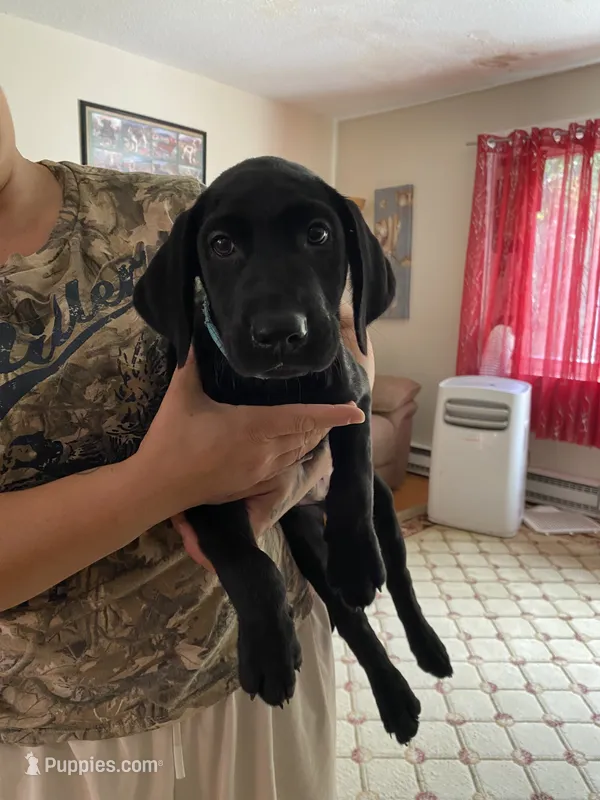 Ranger – Labrador Retriever puppy for sale in Farmington, CT