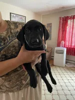 Ranger, a male Labrador Retriever for sale in Farmington, CT – 1 of 1