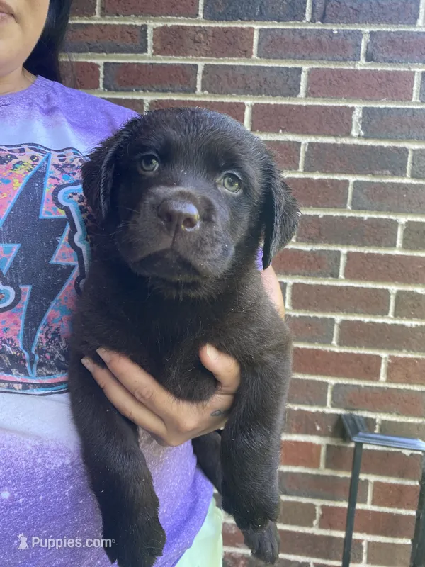 Carter – Labrador Retriever puppy for sale in Farmington, CT