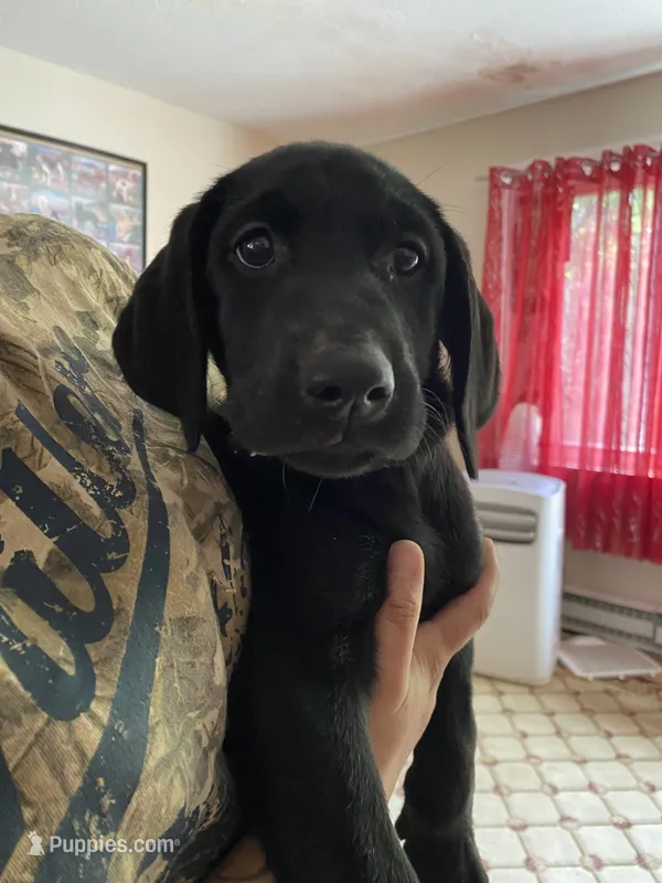 Belle – Labrador Retriever puppy for sale in Farmington, CT