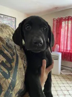Belle, a female Labrador Retriever for sale in Farmington, CT – 1 of 1