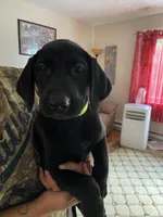 Grace, a female Labrador Retriever for sale in Farmington, CT – 2 of 2