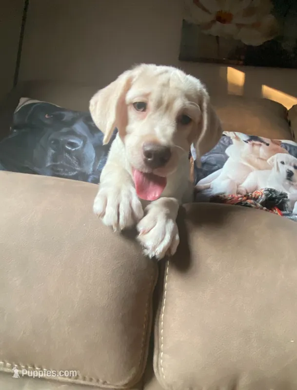 Princess Beau – Labrador Retriever puppy for sale in Farmington, CT