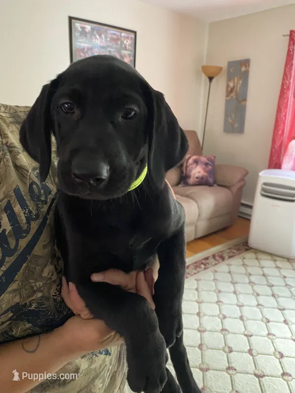 Grace – Labrador Retriever puppy for sale in Farmington, CT