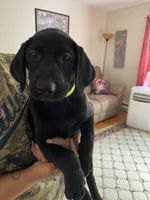 Grace, a female Labrador Retriever for sale in Farmington, CT – 1 of 2