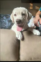 Princess Beau, a female Labrador Retriever for sale in Farmington, CT – 4 of 10