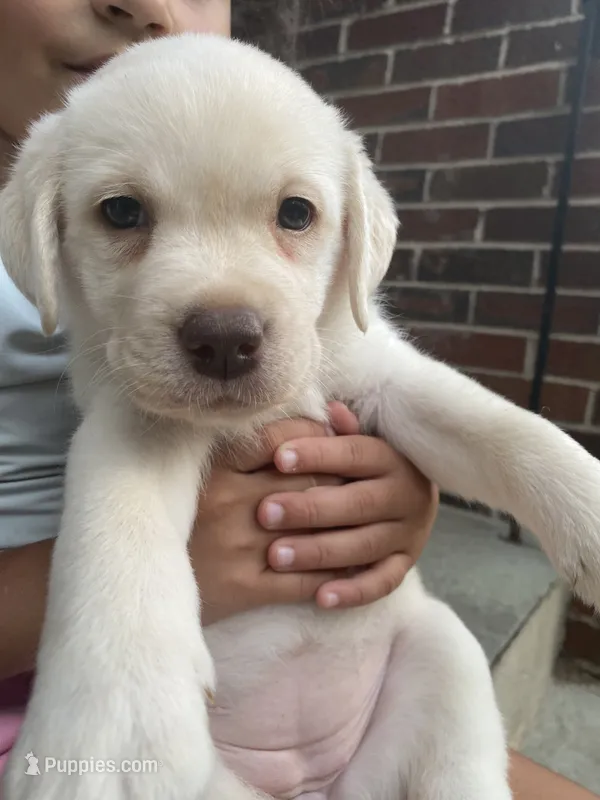 Princess Beau – Labrador Retriever puppy for sale in Farmington, CT