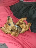 Slinky, a female Dachshund for sale in Rochester, IN – 3 of 4