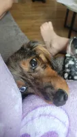 Ivy, a female Miniature Dachshund for sale in Rochester, IN – 2 of 3