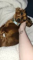 Slinky, a female Dachshund for sale in Rochester, IN – 2 of 4