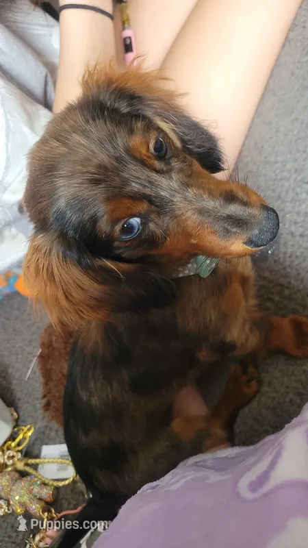 Ivy – Miniature Dachshund puppy on hold in Rochester, IN