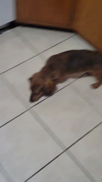 Slinky, a female Dachshund for sale in Rochester, IN – 4 of 4