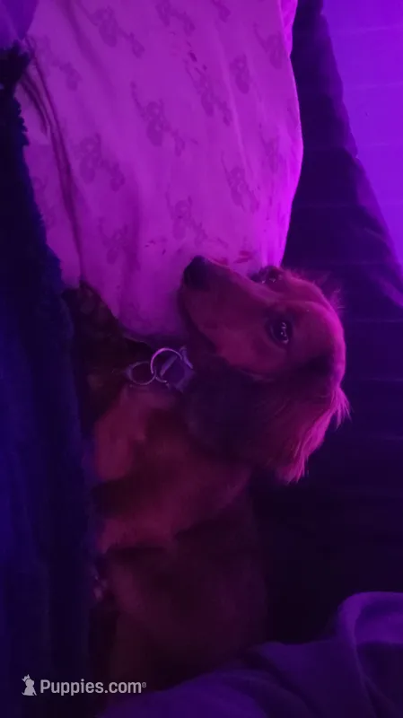 Slinky – Dachshund puppy on hold in Rochester, IN
