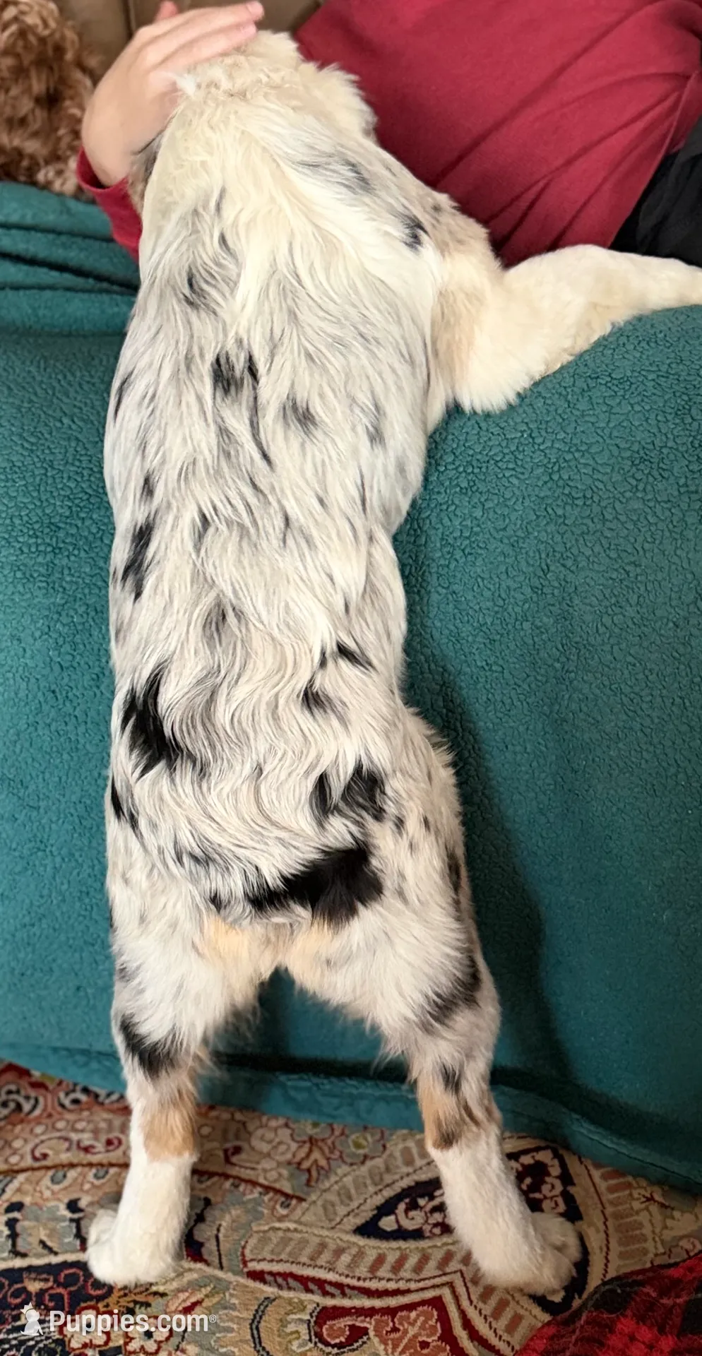 Elsa, a female Australian Shepherd for sale in Ellsinore, MO – Photo 4 of 9