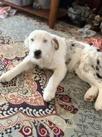 Elsa, a female Australian Shepherd for sale in Ellsinore, MO – Photo 3 of 9