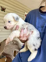 Elsa, a female Australian Shepherd for sale in Ellsinore, MO – Photo 7 of 9