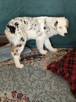 Elsa, a female Australian Shepherd for sale in Ellsinore, MO – Photo 5 of 9