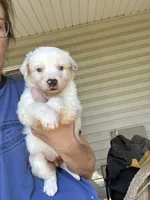 Elsa, a female Australian Shepherd for sale in Ellsinore, MO – Photo 9 of 9