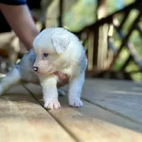 Desie, a male Australian Shepherd for sale in Ellsinore, MO – Photo 8 of 9
