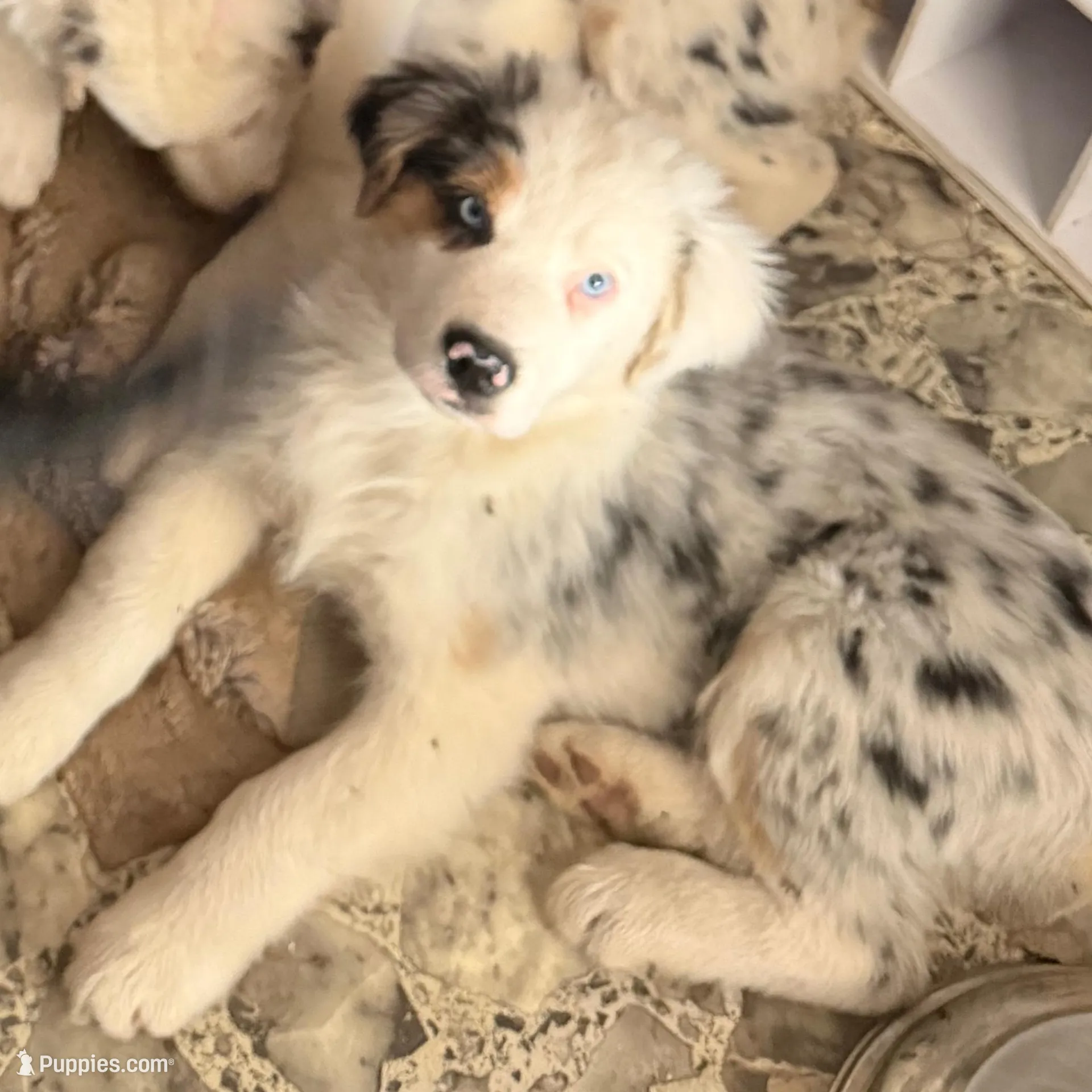 Desie, a male Australian Shepherd for sale in Ellsinore, MO – Photo 6 of 9