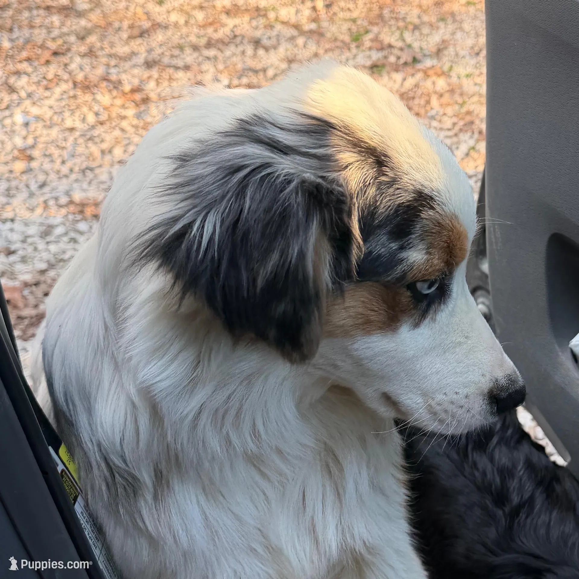 Desie, a male Australian Shepherd for sale in Ellsinore, MO – Photo 2 of 9