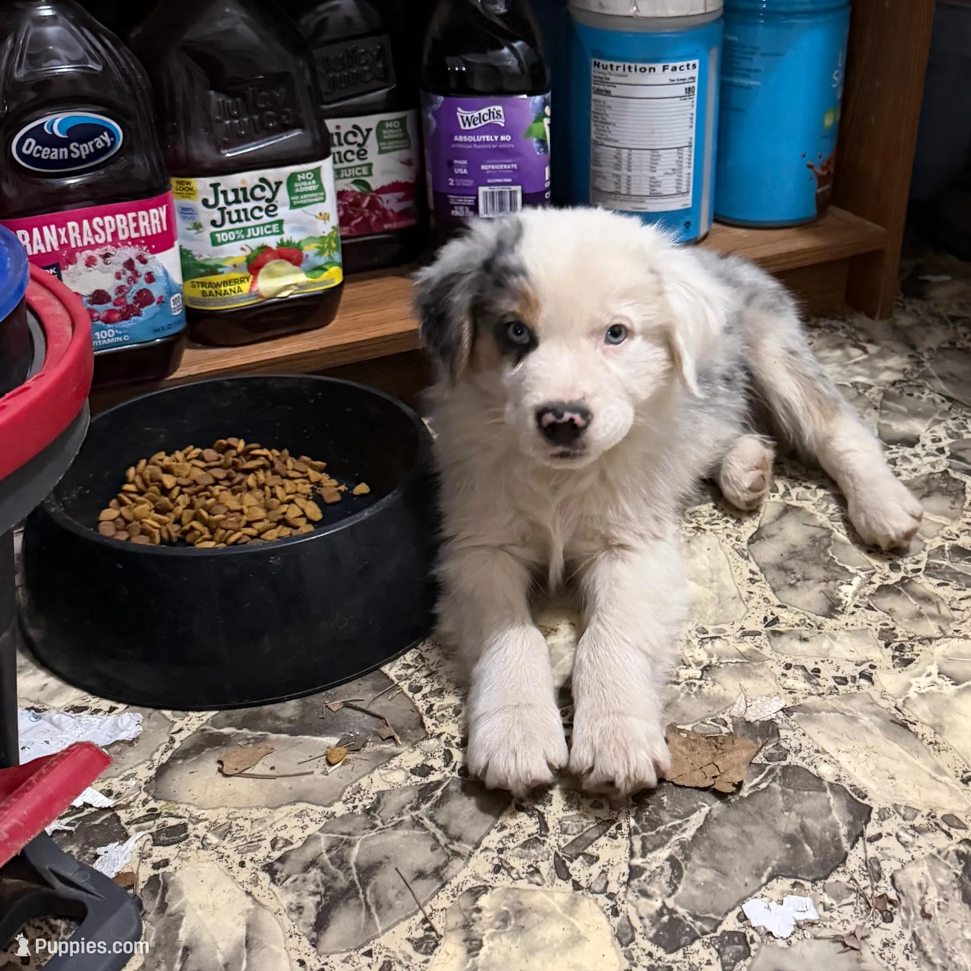 Desie, a male Australian Shepherd for sale in Ellsinore, MO – Photo 5 of 9