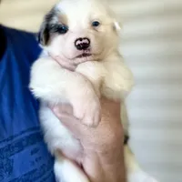 Desie, a male Australian Shepherd for sale in Ellsinore, MO – Photo 7 of 9