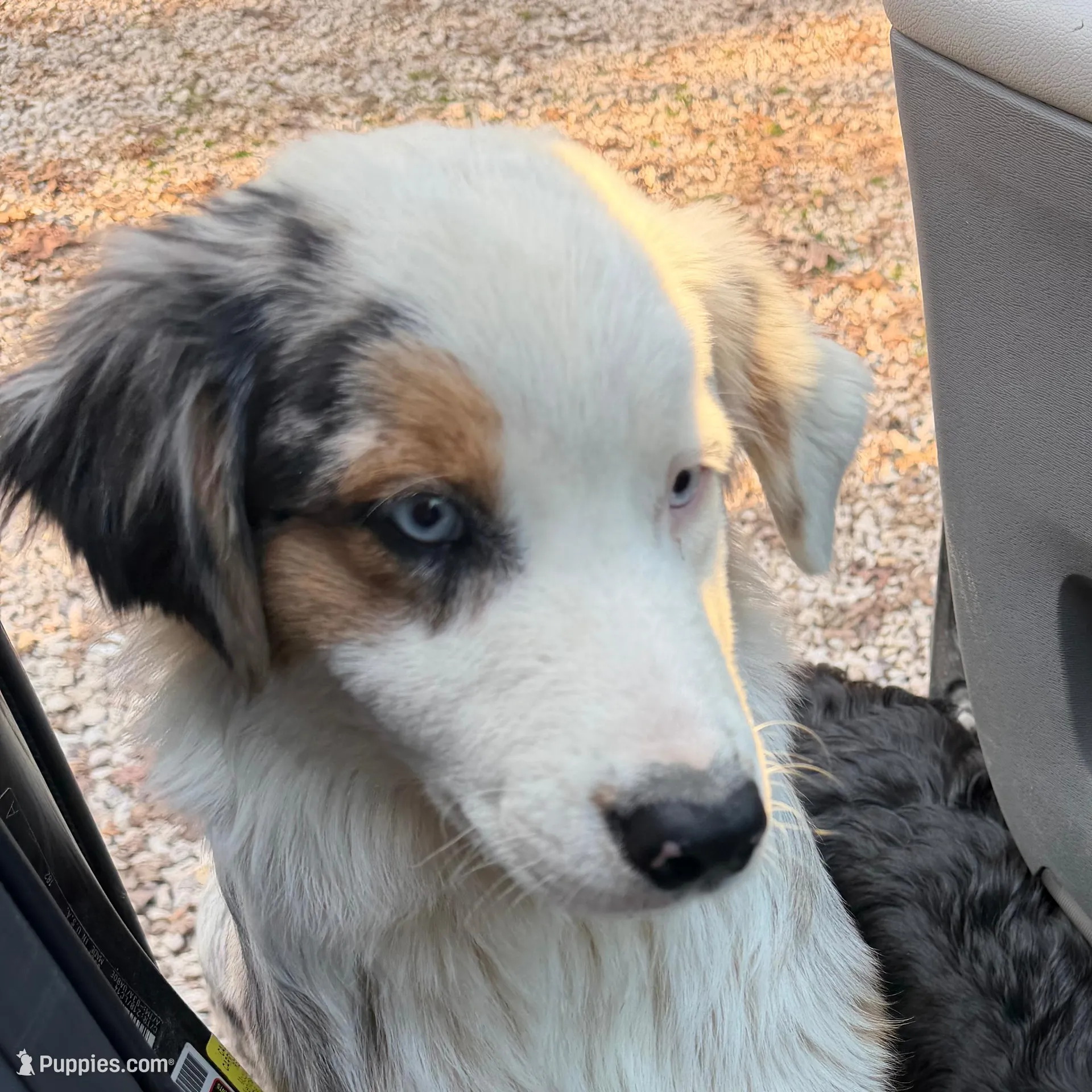 Desie, a male Australian Shepherd for sale in Ellsinore, MO – Photo 9 of 9