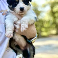 Zoey, a female Australian Shepherd for sale in Ellsinore, MO – Photo 8 of 9