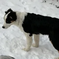 Zoey, a female Australian Shepherd for sale in Ellsinore, MO – Photo 5 of 9